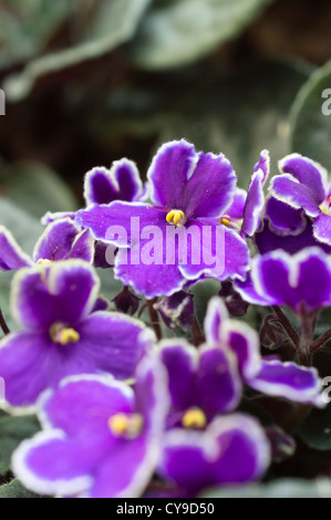 La violette africaine (Saintpaulia ionantha) Banque D'Images