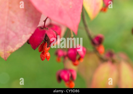 Arbre généalogique dangle dingle (Euonymus planipes) Banque D'Images