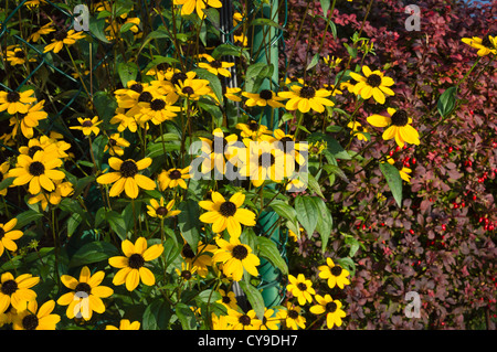 Brown-eyed susan (Rudbeckia triloba) Banque D'Images