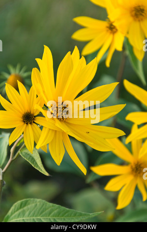 Le topinambour (Helianthus tuberosus) Banque D'Images