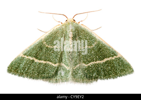 Espèces de papillon vert chlorissa etruscaria Banque D'Images