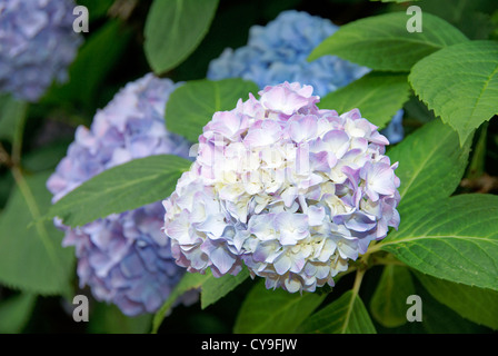 L'hydrangea (Hortensia) flower, bleu Banque D'Images