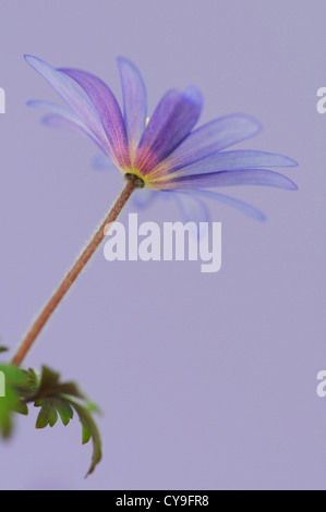 Anemone blanda. Windflower anemone Saphir ou d'hiver. Fleurs en forme de Marguerite avec le bleu pâle des pétales et des étamines jaune vif. Banque D'Images