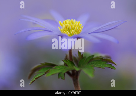 Anemone blanda. Windflower anemone Saphir ou d'hiver. Fleurs en forme de Marguerite avec le bleu pâle des pétales et des étamines jaune vif. Banque D'Images