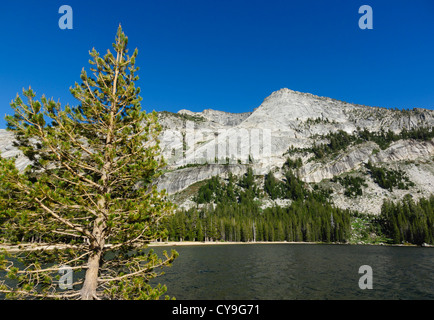 Tioga Pass de Lee Vining Yosemite, la Route 120 - Lac Tenaya. De l'autoroute 120 Grand Sierra Wagon Road, en direction de Tressider Peak. Banque D'Images