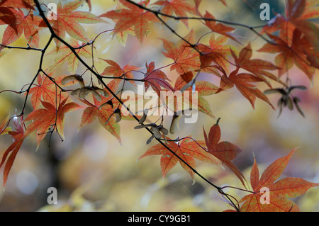 Cultivar Acer, érable japonais. Couleur d'automne les feuilles sur les branches de l'arbre avec les nervures des feuilles visibles. Banque D'Images