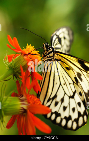 Idée leuconoe, papier Kite ou grand arbre nymphe papillon sur une fleur de couleur orange vu de profil. Banque D'Images