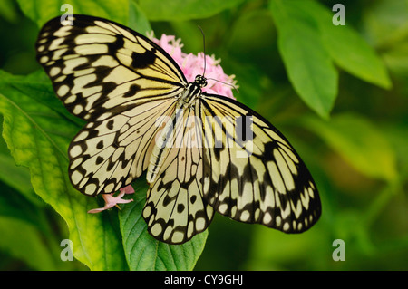 Idée leuconoe, papier Kite ou grand arbre papillon nymphe vu de dessus avec ses ailes ouvertes sur une fleur rose d'un arbuste. Banque D'Images
