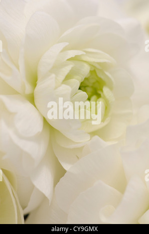 Ranunculus asiaticus cultivar, renoncule persan. Close-up de pétales sur une seule fleur blanche. Banque D'Images