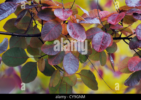 Prunus serrula 'Royal Purple', la fumée bush. Close-up de feuilles pourpres sur les branches de l'arbre. Banque D'Images