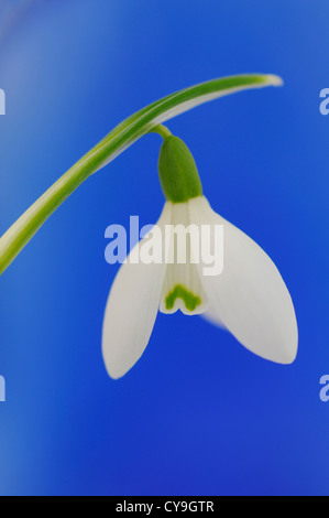 Snowdrop Galanthus nivalis, Candlemass ou lily. Single white fleur sauvage sur une tige sur un fond bleu. Banque D'Images