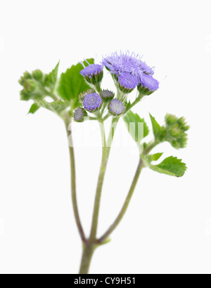 Ageratum houstonianum, Floss flower. Fleurs et feuilles bleu-violet sur une seule tige sur un fond blanc. Banque D'Images