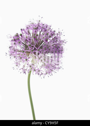 Allium 'Gladiator', en forme de globe violet fleur sur une seule tige sur un fond blanc. Banque D'Images