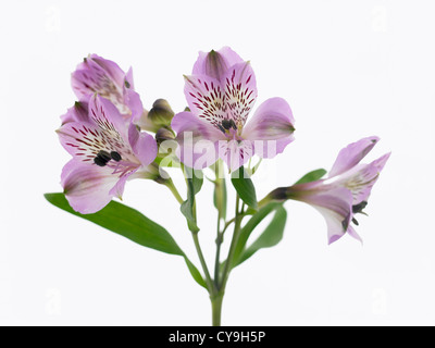 L'Alstroemeria cultivar, lily péruvienne. Fleurs violettes sur une seule tige sur un fond blanc. Banque D'Images