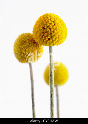 Pycnosorus globosus, pilons. De groupe unique en forme de boule jaune vif des fleurs sur des tiges sans feuilles. Banque D'Images