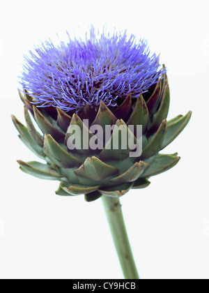 Cynara scolymus, de l'artichaut. Fleur bleu au-dessus de la woodsie feuilles vertes de cette plante vivace chardon comestible. Banque D'Images