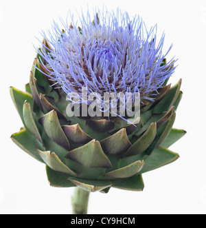 Cynara scolymus, de l'artichaut. Fleur bleu au-dessus de la woodsie feuilles vertes de cette plante vivace chardon comestible. Banque D'Images