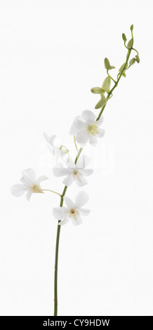 Dendrobium 'Vivre rêves white', orchidée, fleurs blanches et de bourgeons sur la tige unique sur un fond blanc. Banque D'Images