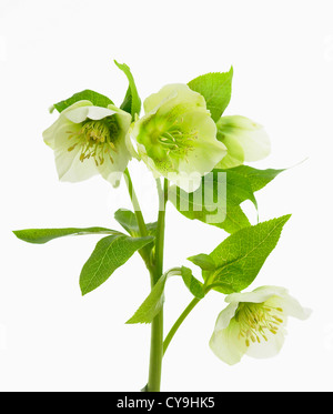 Tige avec fleurs blanches de Helleborus orientalis, l'hellébore ou Lenten rose, sur un fond blanc. Banque D'Images