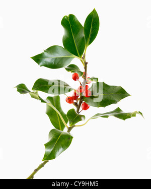 Ilex aquifolium, Holly. Fruits rouges sur la direction générale de feuilles sur un fond blanc. Banque D'Images