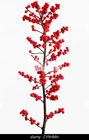 L'Ilex verticillata 'Oosterwijk', rouge des baies de houx sur la branche verticale unique sur un fond blanc. Banque D'Images