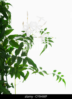 Jasminum polyanthum, Jasmine. Des fleurs blanches et des feuilles vertes sur un fond blanc. Banque D'Images