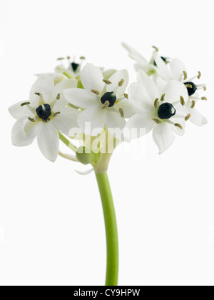 Ornithogalum arabicum, étoile de Bethléem fleurs blanches sur tige unique sur un fond blanc. Banque D'Images