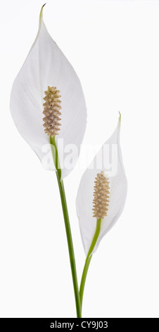 Deux Spathiphyllum wallisii lis de paix blanche sur un fond blanc. Banque D'Images