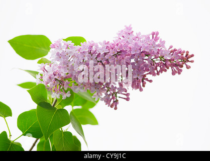 Syringa vulgaris 'Katherine Havemeyerl', fleurs lilas pourpre sur tige feuillée verte sur un fond blanc. Banque D'Images