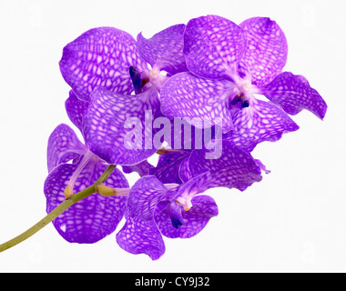 Ascocenda cultivar, l'orchidée Vanda, fleurs violettes contre fond blanc. Banque D'Images