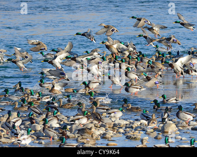 Canard colvert sur la rivière Bow, à Calgary Banque D'Images