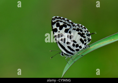 Pierrot commune Banque D'Images