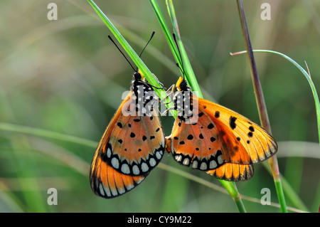 L'accouplement coaster fauve Banque D'Images