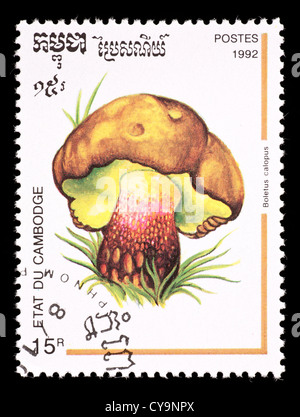 Timbre-poste représentant du Cambodge champignons bolets hêtre amer (Boletus calopus) Banque D'Images