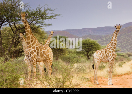 L'œil vigilant de girafe dans l'Okonjima game reserve Banque D'Images