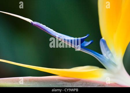 Oiseau du Paradis Strelitzia reginae fleur, Kirstenbosch 'Gold'. Banque D'Images