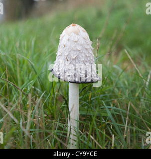 Coprinus comatus Shaggy champignon Cap d'encre Banque D'Images