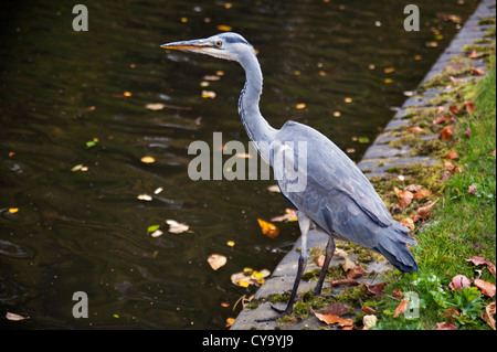 À côté de l'Heron et Birmingham, Birmingham Canal Worcester Banque D'Images