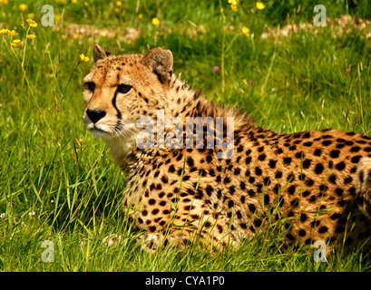 Murphy un jeune guépard Banque D'Images