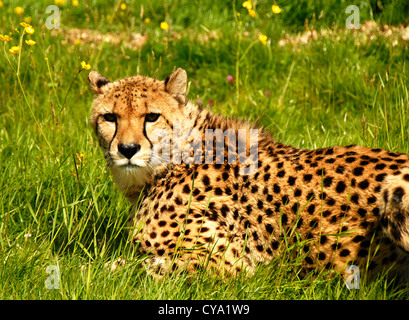 Murphy un jeune guépard Banque D'Images