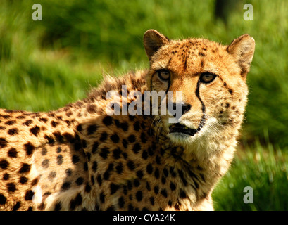 Murphy un jeune guépard Banque D'Images