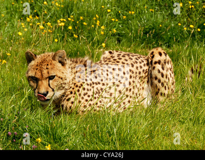 Murphy un jeune guépard Banque D'Images