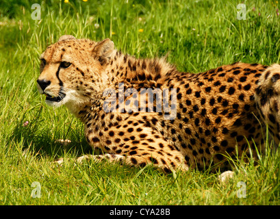 Murphy un jeune guépard Banque D'Images