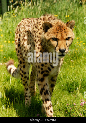 Murphy un jeune guépard Banque D'Images