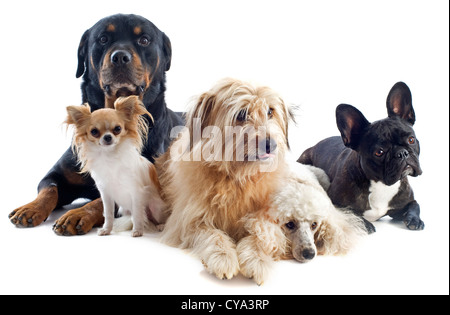 Portrait d'un Berger des Pyrénées, chien, rottweiler, Chihuahua et bouledogue français devant un fond blanc Banque D'Images