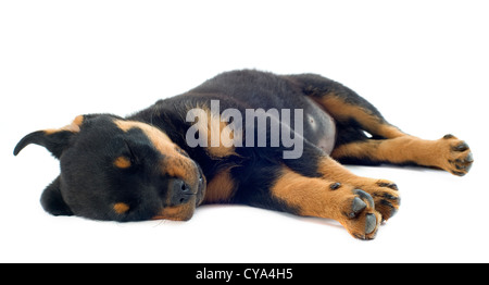 Portrait d'un coin couchage chiot rottweiler in front of white background Banque D'Images