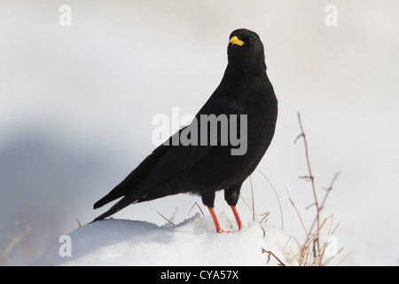 Alpine Chough Pyrrhocorax graculus) (dans les Alpes françaises, maintenant, le Grand Bornand, Haute Savoie, France Banque D'Images