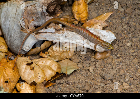 Elgaria multicarinata lézard-alligator du sud de Santa Cruz, California, United States 22 juillet Anguidae immatures Banque D'Images