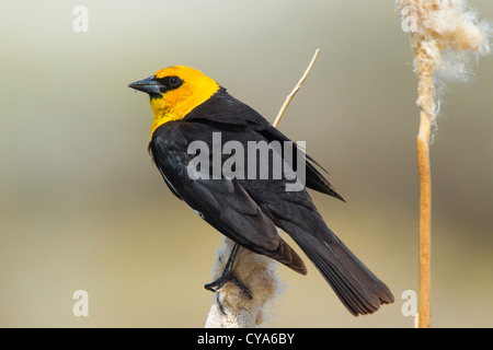 Carouge à tête jaune Xanthocephalus xanthocephalus Klamath inférieur National Wildlife Refuge, California, United States Banque D'Images