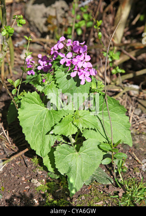 Les fleurs rose pourpre d'un rapport annuel d'honnêteté la fleur (Lunaria annua) Banque D'Images